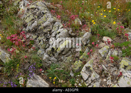 Fiori di campo in un prato alpino Parco Nazionale Gran Paradiso Vallee d Aosta Alpi Italiane Foto Stock