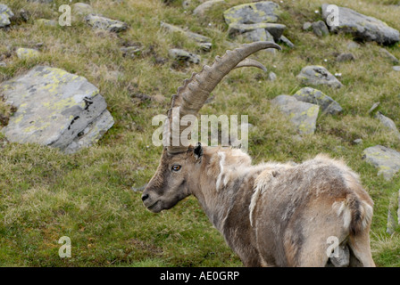 Maschio di stambecco Capra ibex Parco Nazionale Gran Paradiso Alpi Italiane Foto Stock