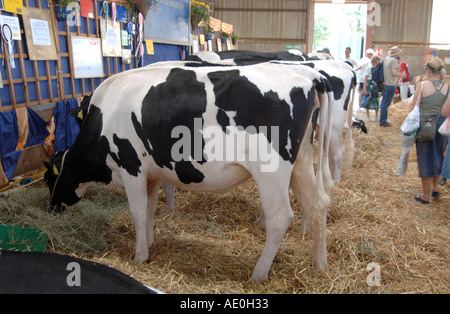 Vacche attendono a giudicare a Kent County show 2005 Foto Stock