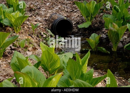 Una tempesta di tubazione di scarico alimenta in una zona umida con EST "Cavolo kunk' Symplocarpus foetidus northern "New Jersey" Foto Stock