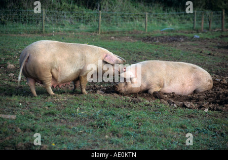 Large White scrofe su un smallholding Cornovaglia Foto Stock