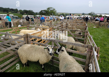 Pecore a Danby mostrano, North York Moors, North Yorkshire, Inghilterra Foto Stock