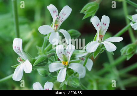 Pelargonium odoratissimum. Profumato lasciato pelargonium. Foto Stock