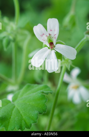 Pelargonium odoratissimum. Profumato lasciato pelargonium. Foto Stock