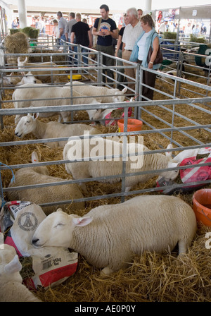 Il paese del nord Cheviot pecore addormentato nella sua penna al grande spettacolo dello Yorkshire Harrogate Foto Stock