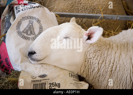 Il paese del nord Cheviot pecore addormentato nella sua penna al grande spettacolo dello Yorkshire Harrogate Foto Stock