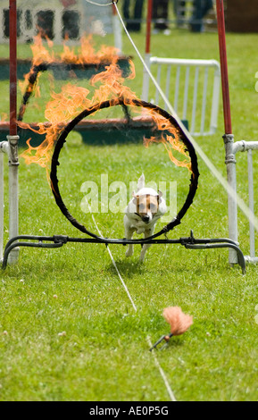 Terrier jumping attraverso un anello di fuoco al grande spettacolo dello Yorkshire Harrogate Foto Stock