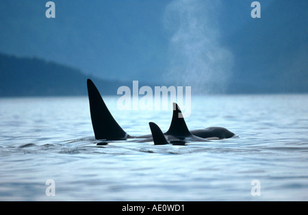 Orca, grande balena killer, grampus (Orcinus orca), tre bagni in mare, USA, Alaska Foto Stock