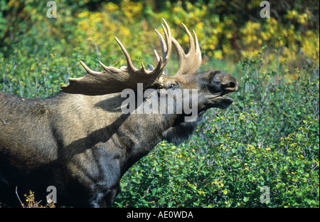 Alaska alci, Tundra alci, Yukon alci (Alces alces gigas), labbro curling bull, STATI UNITI D'AMERICA, Alaska, Parco Nazionale di Denali Foto Stock