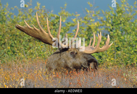 Alaska alci, Tundra alci, Yukon alci (Alces alces gigas), Bull nella tundra, STATI UNITI D'AMERICA, Alaska, Parco Nazionale di Denali Foto Stock