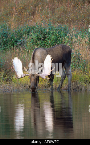 Alaska alci, Tundra alci, Yukon alci (Alces alces gigas), singolo bull, bere, STATI UNITI D'AMERICA, Alaska, Parco Nazionale di Denali Foto Stock