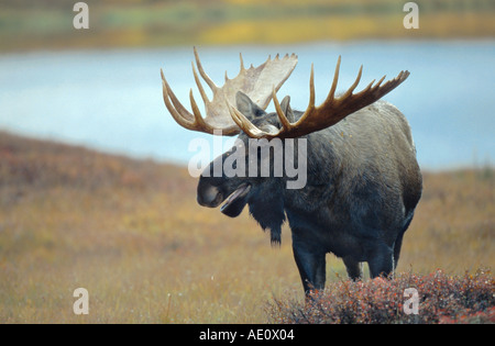 Alaska alci, Tundra alci, Yukon alci (Alces alces gigas), singolo bull, curling labbra, STATI UNITI D'AMERICA, Alaska, Parco Nazionale di Denali Foto Stock