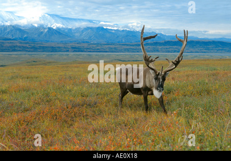 Terra povera carribu, renne (Rangifer tarandus Caribou Coffee Company), singolo bull, montagne sullo sfondo, USA, Alaska Foto Stock