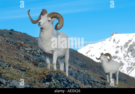 Dall's pecore pecore bianche (ovis dalli), due montoni in piedi sulle rocce, il paesaggio di montagna, cielo blu, ritratto, STATI UNITI D'AMERICA, Alaska Foto Stock