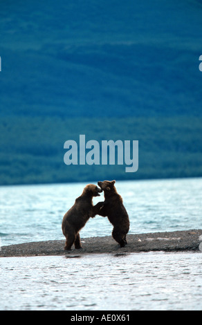 L'orso bruno (Ursus arctos), due orsacchiotti combattimenti alla riva del lago, in piedi sul vi zampe posteriori, USA, Alaska Foto Stock