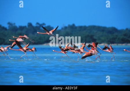 Fenicottero maggiore (Phoenicopterus ruber), avviamento, Messico, Yucatan, Rio Lagartos Foto Stock