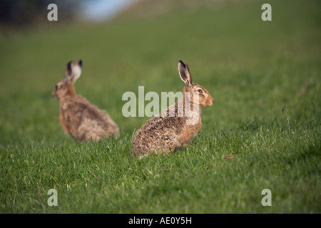 Brown lepre Lepus capensis mattina presto Arran Scozia Scotland Foto Stock