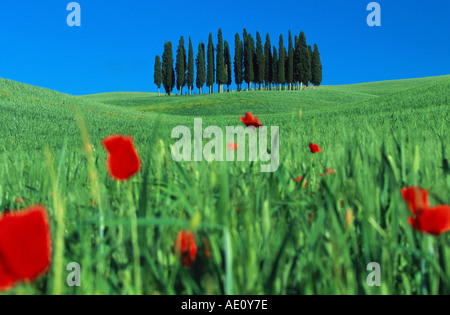 Italian cipresso (Cupressus sempervirens stricta), grove nel campo di grano con i comuni di papavero, Italia, Toscana Foto Stock