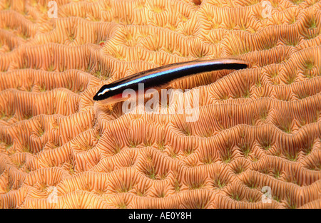 Il neon ghiozzo (Gobiosoma oceanops, Elacatinus oceanops), su lattuga corallo, Agaricia agaricites, Honduras, Roatan Foto Stock