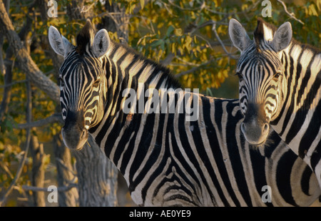 Damara-Zebra (Equus quagga antiquorum, Equus quagga damara), due persone in piedi a fianco a fianco, guardando verso la telecamera, Nami Foto Stock