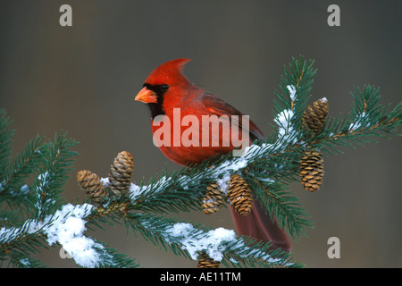 Il Cardinale nord Cardinalis cardinalis maschio su Abete rosso fronda Nord America orientale Foto Stock