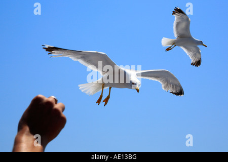 Qualcuno gabbiani di alimentazione durante un viaggio in barca lungo i monaci repubblica Athos sulla penisola di Chalcidice in Grecia Foto Stock