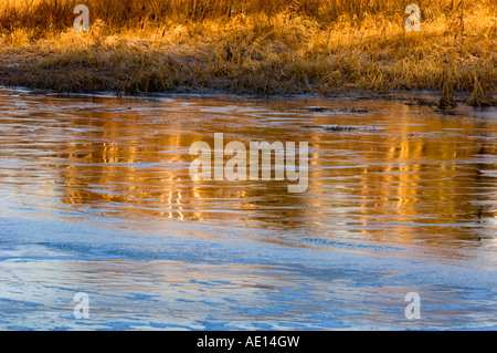 Di betulle si riflette in fresco di ghiaccio su beaver pond, maggiore Sudbury, Ontario, Canada Foto Stock