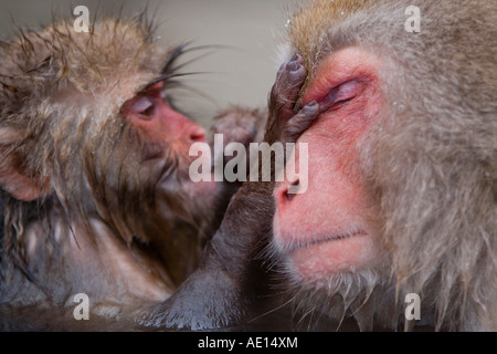 Giapponesi macaque Macaca fuscata Snow monkey la madre e il bambino in ammollo hot thermal spring pool Joshin etsu Parco Nazionale di Honshu Foto Stock