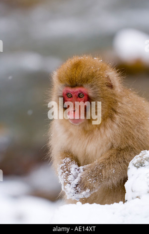 Giapponesi macaque Macaca fuscata Snow scimmia macaco giovani nella neve Joshin etsu Parco Nazionale di Honshu Giappone Foto Stock