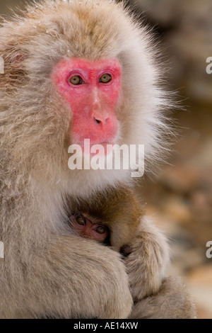 Giapponesi macaque Macaca fuscata Snow monkey la madre e il bambino mantenendo calda nella neve Joshin etsu Parco Nazionale di Honshu Giappone Foto Stock