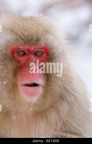 Giapponesi macaque Macaca fuscata Snow monkey Joshin etsu Parco Nazionale di Honshu Giappone Foto Stock