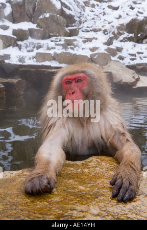 Giapponesi macaque Macaca fuscata Snow monkey in ammollo hot thermal spring pool Joshin etsu Parco Nazionale di Honshu Giappone Foto Stock