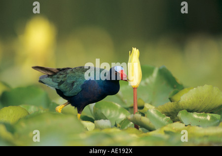 Pollo Sultano Porphyrula martinica adulto su acqua gialla ninfee mangiare Blossom Sinton Texas USA Foto Stock