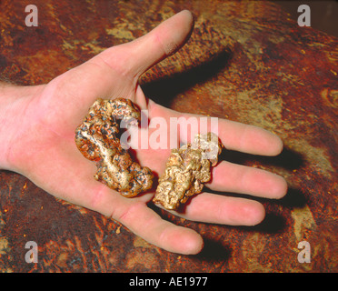 Due pepite d'oro in mano dei minatori trovati utilizzando un rivelatore di metalli nei pressi di Central Queensland Australia Foto Stock