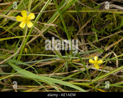 Minor Spearwort, Ranunculus flammula Foto Stock