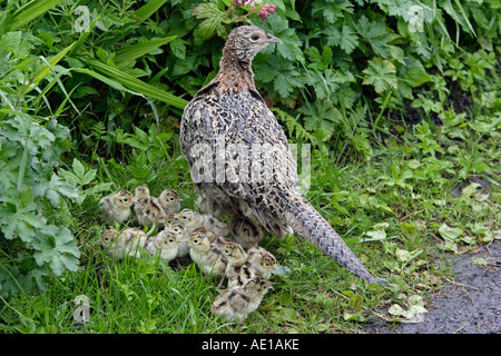 Pheasant Phasianus colchicus Foto Stock