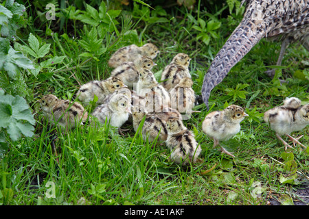 Pheasant Phasianus colchicus Foto Stock