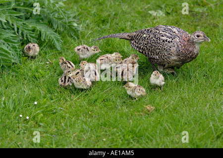 Pheasant Phasianus colchicus Foto Stock