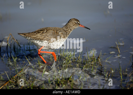 Redshank Tringa totanus Foto Stock