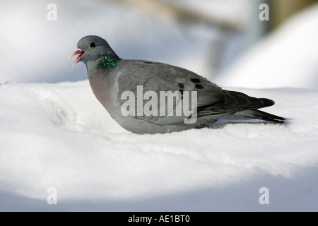 Magazzino Colomba Columba oenas Foto Stock