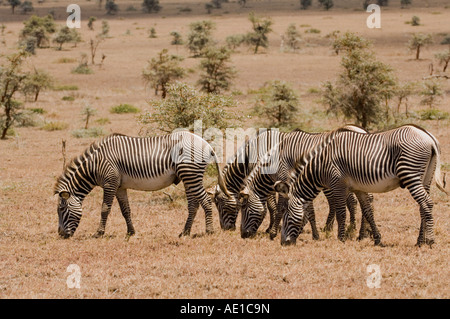 Di Grevy zebra (Equus grevyi) Foto Stock