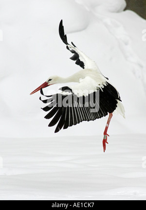 Cicogna bianca Ciconia ciconia Foto Stock