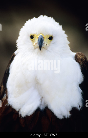 African Fish Eagle Haliaetus vocifer Foto Stock