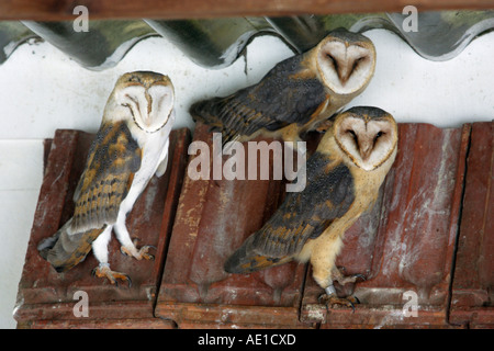 Barbagianni Tyto alba Foto Stock