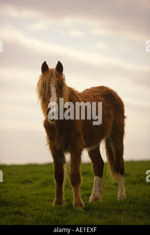 Close-up vista frontale di un castagno sezione gallese un pony di montagna in un pascolo verde al tramonto del Galles Cymru REGNO UNITO Foto Stock