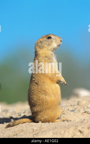 Nero-tailed cane della prateria, pianure prairie dog (Cynomys ludovicianus), il ritratto di un singolo animale, in piedi, STATI UNITI D'AMERICA Foto Stock