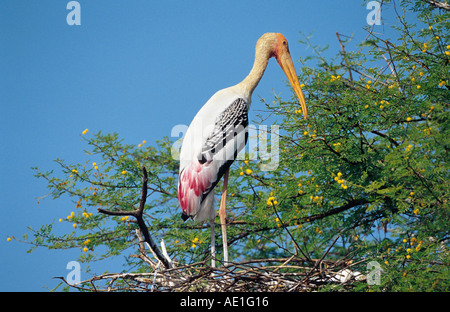 Dipinto di Stork (Mycteria leucocephala, Ibis leucocephalus), singolo uccello, in piedi sul nido, India Rajasthan, Keoladeo-Ghana Foto Stock