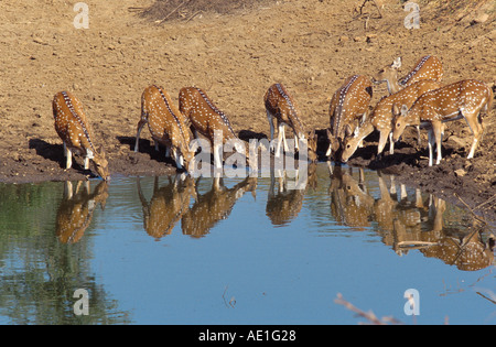 Avvistato cervi asse, cervi, chital (asse asse, Cervus asse), allevamento al waterhole, India Rajasthan, Keoladeo-Ghana NP Foto Stock