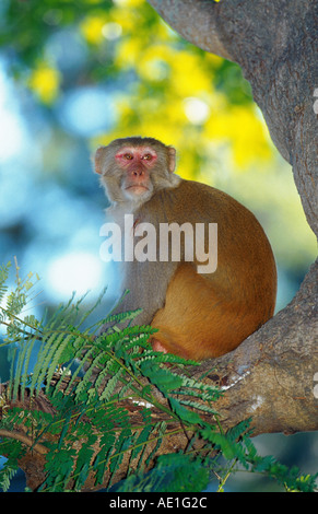Scimmia rhesus, macacque Rhesus (macaca mulatta), il singolo animale, seduto su un albero, India, Uttar Pradesh, Corbett Np Foto Stock