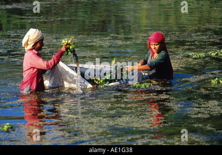 Waterhyacinth, acqua comune-giacinto (Eichhornia crassipes), due donna alla raccolta, India Rajasthan, Keoladeo-Ghana NP Foto Stock